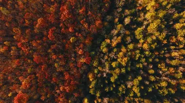 Voir l'automne, une saison en France