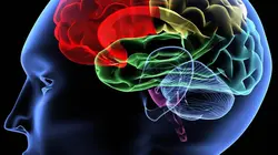 Voir le cerveau penser