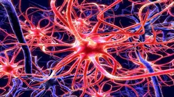 Voir le cerveau penser