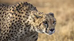 Vol au-dessus de l'Australie