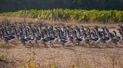 Volailles de Noël : qui est le dindon de la farce ?