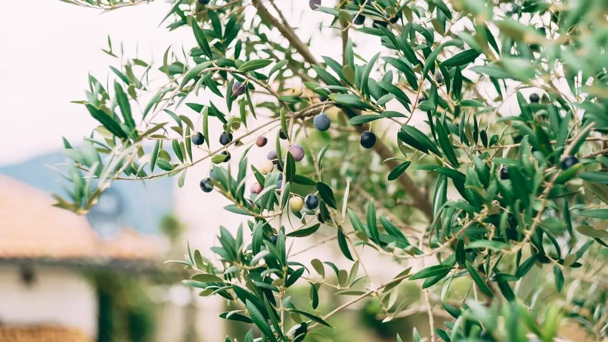Vols d'olives : les producteurs en colère