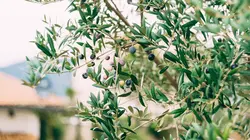 Vols d'olives : les producteurs en colère