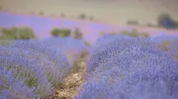 Voyage à travers les couleurs : La France