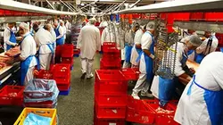 Visuel de Voyage au bout de la viande