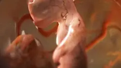 Visuel de Voyage au centre de la vie