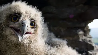 Sous les arbres, la vie