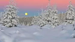 Voyage au coeur de nos forêts