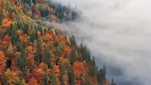 Voyage au coeur de nos forêts