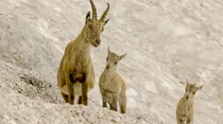 Voyage au coeur des Alpes Le printemps