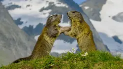 Voyage au coeur des Alpes