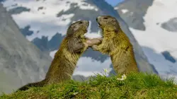 Voyage au coeur des Alpes