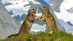 Voyage au coeur des Alpes