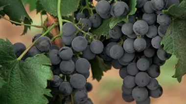 Argentine : la région viticole de Mendoza