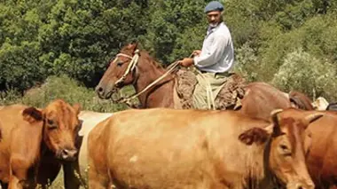 Un rassemblement de gauchos en Uruguay