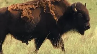Blackfeet et bisons dans le Montana