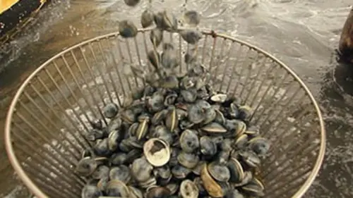 Voyage aux Amériques S05E06 Chesapeake Bay