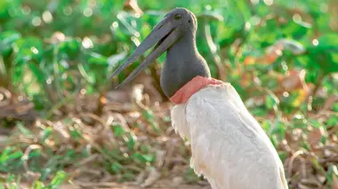Brésil, la vie sauvage dans les marécages du Pantanal
