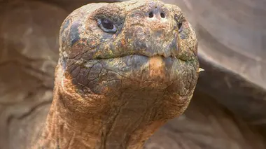Les Galápagos, province équatorienne
