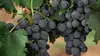Argentine : la région viticole de Mendoza