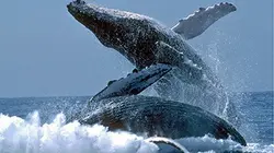 Visuel de Voyage avec les baleines à bosse