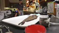 Voyage dans le surnaturel Animal Apocalypse