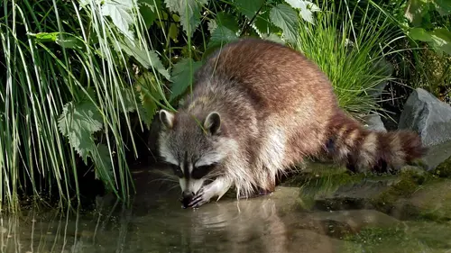 Casting Voyage dans les forêts allemandes