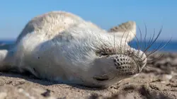 Voyage en eaux froides