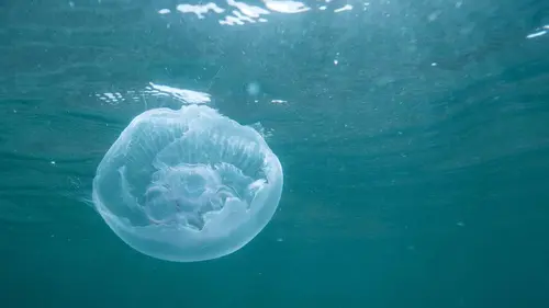 Voyage en eaux froides S01E04 Mystères de la mer Baltique