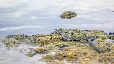 Merveilles de la mer Baltique