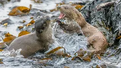 Voyage en eaux froides