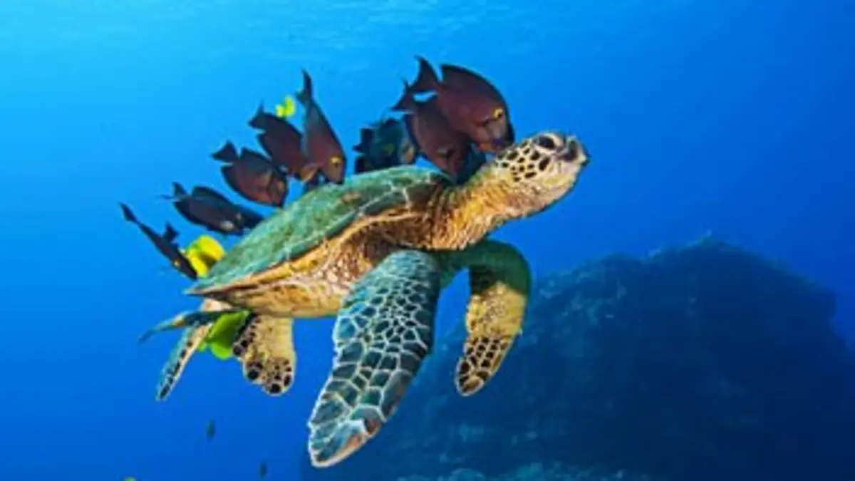 Voyage sous les mers