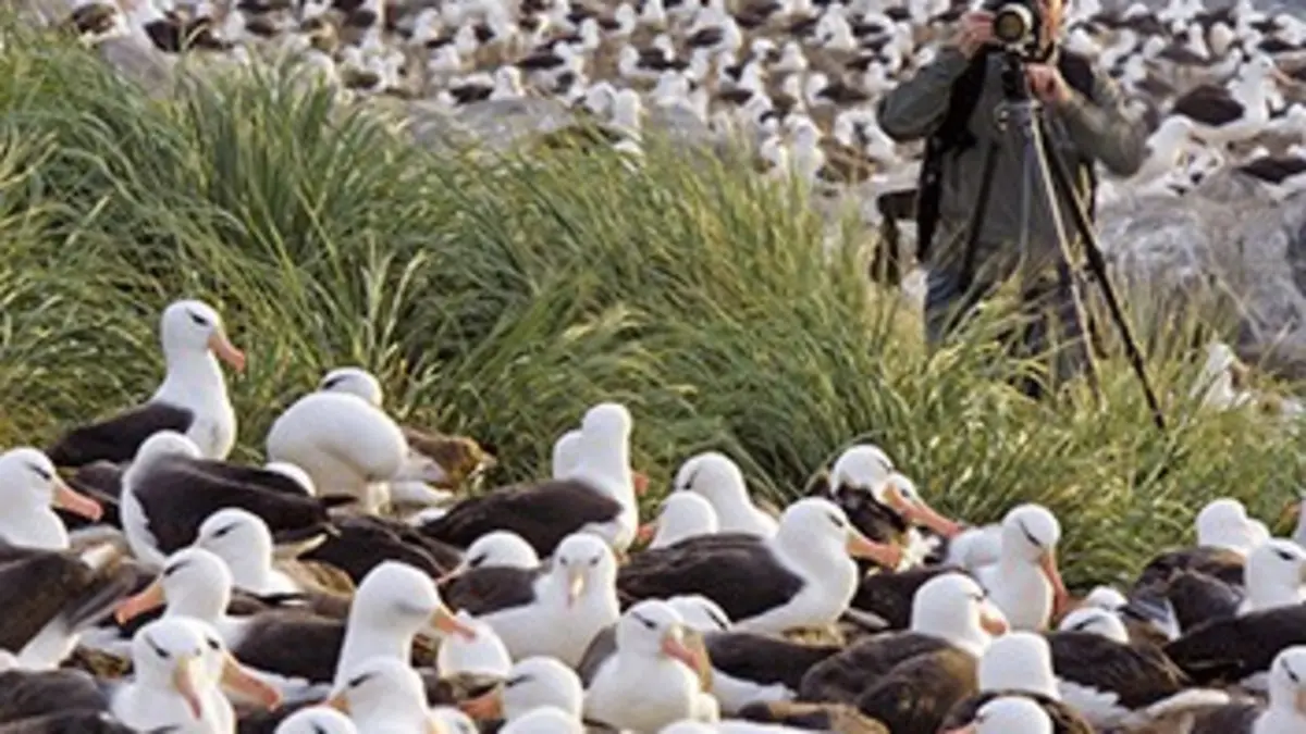 Voyages au bout du monde avec Art Wolfe S01E00 En Atlantique Sud : l'île de la Georgie du Sud