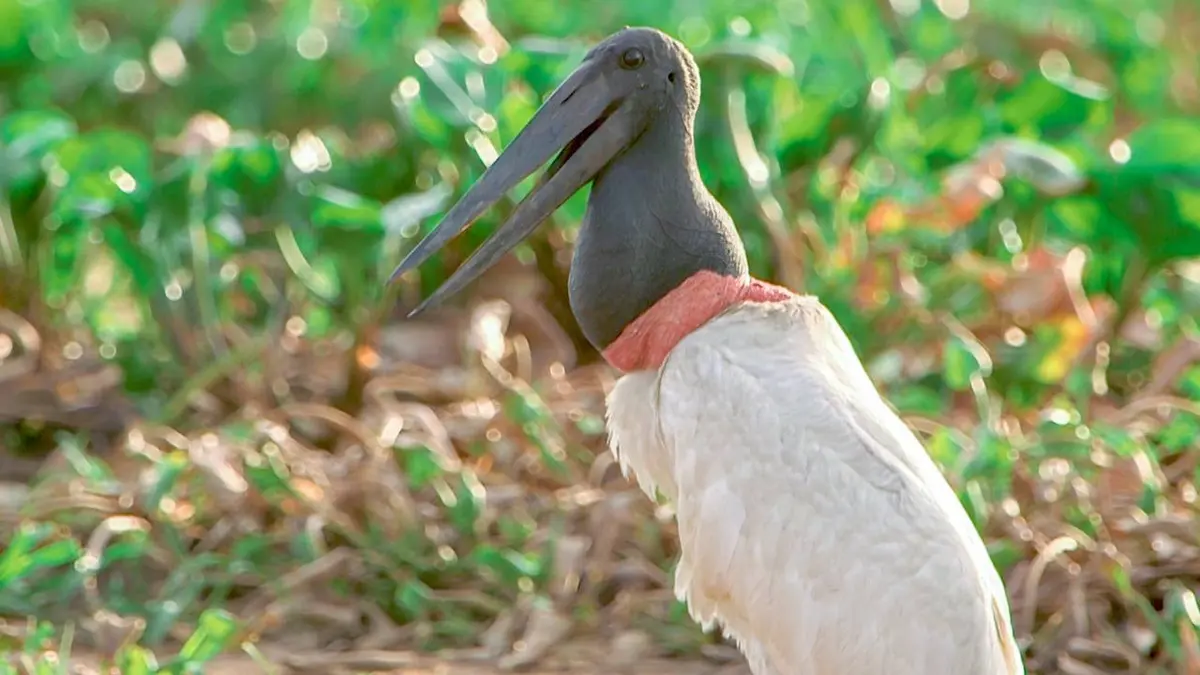 Voyages aux Amériques S07E02 Brésil, la vie sauvage dans les marécages du Pantanal