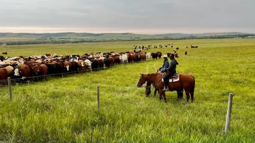 Voyages extraordinaires avec Patrick Aryee Les bisons des grandes plaines