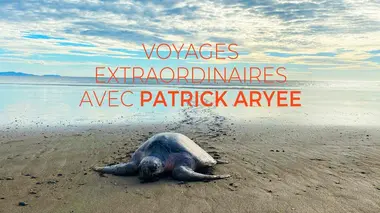 Jaguars et tortues au Costa Rica