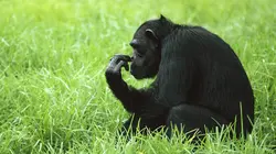 Vrai ou faux ? S02E03 Le hobbit de Sumatra