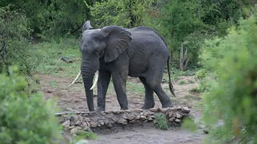 Vu du ciel S02E02 L'animal sauvage existe-t-il encore ? (2/2)