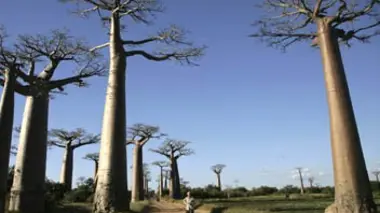 Vu du ciel S02E04 L'appel de la forêt