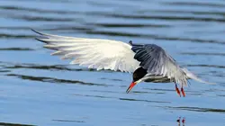 Vues d'en haut  S08E08 Les prairies du Dakota