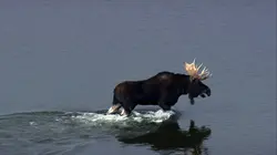 Vues d'en haut S09E00 Sur la piste de l'Oregon