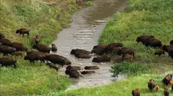 Vues d'en haut  S08E08 Les prairies du Dakota