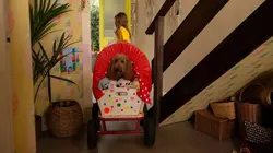 Waffle, le chien waouh S02E17 Une peluche pas comme les autres