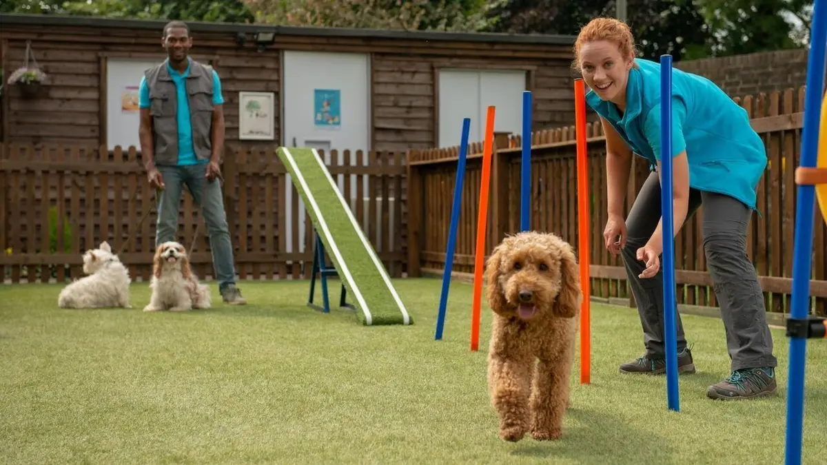 Waffle, le chien waouh S02E02 Waffle à la pension d'Angela