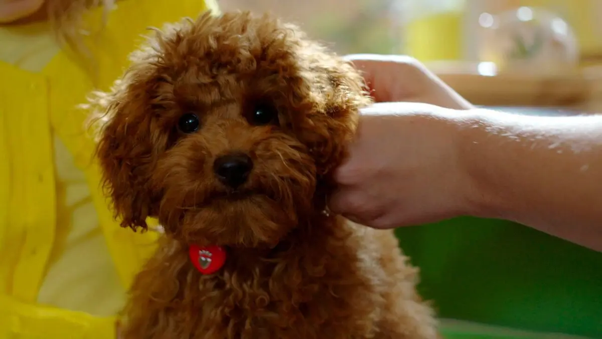 Waffle, le chien waouh S01E05 Waffle n'est plus un bébé