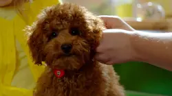 Sur Piwi+ à 18h54 : Waffle, le chien waouh