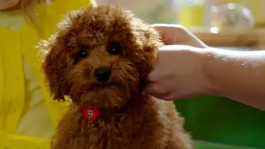 Waffle n'est plus un bébé