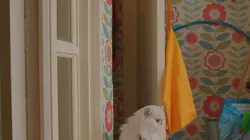 Sur Piwi+ à 19h30 : Waffle, le chien waouh