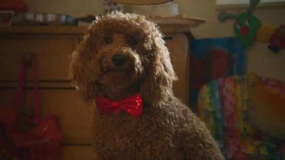 Waffle, le chien waouh S01E19 L'anniversaire de Jess