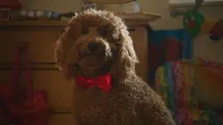 Sur Piwi+ à 19h25 : Waffle, le chien waouh